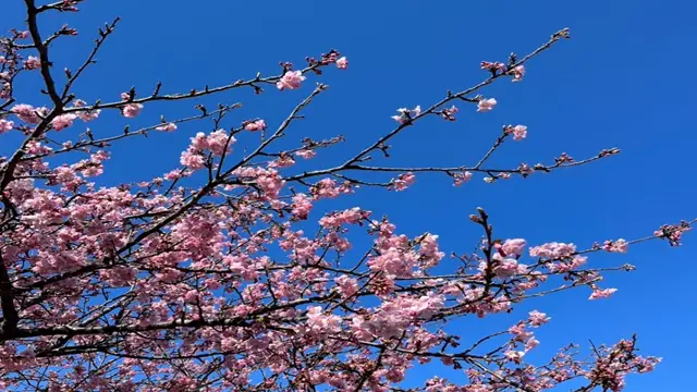 2026年4月、AISの入社式レポート